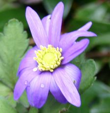 Anemone-3.jpg